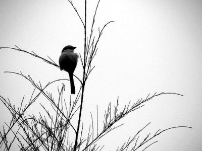 Lonely-Bird-400x300